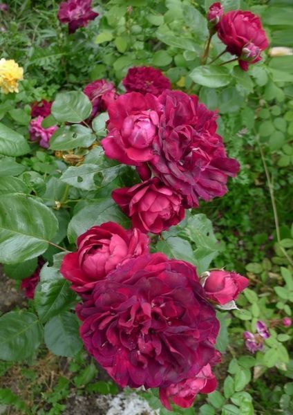 Роза Хайгроув. (Highgrove) Плетистая в горшке 4л