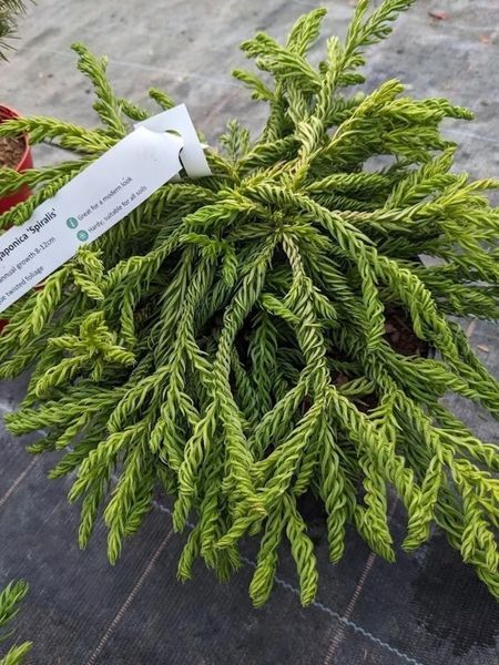 Криптомерия японская Спиралис. (Cryptomeria japonica Spiralis) С4 CS2042 фото
