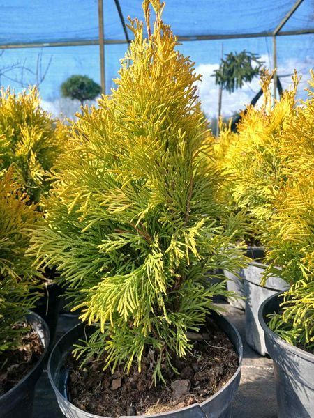 Туя западная Джанет Голд/Голден Смарагд. (Thuja occidentalis Janed Gold) С3 (высота H 20&ndash;25 см, горшок 3 л) М5404 фото