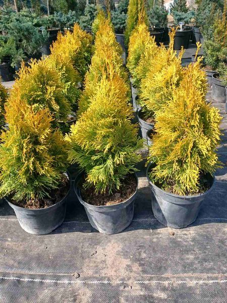 Туя западная Джанет Голд/Голден Смарагд. (Thuja occidentalis Janed Gold) С3 (высота H 20&ndash;25 см, горшок 3 л) М5404 фото
