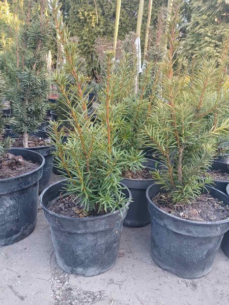 Тис ягідний Фастігіата. (Taxus baccata Fastigiata) С3 CS2392 фото