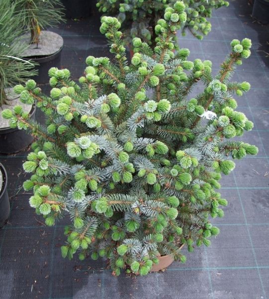 Ялина сітхінська Сільберцверг. (Picea sitchensis Silberzwerg) С5 CS2092 фото