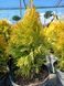Туя западная Джанет Голд/Голден Смарагд. (Thuja occidentalis Janed Gold) С3 (высота H 20&ndash;25 см, горшок 3 л) М5404 фото 3