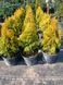 Туя западная Джанет Голд/Голден Смарагд. (Thuja occidentalis Janed Gold) С3 (высота H 20&ndash;25 см, горшок 3 л) М5404 фото 4