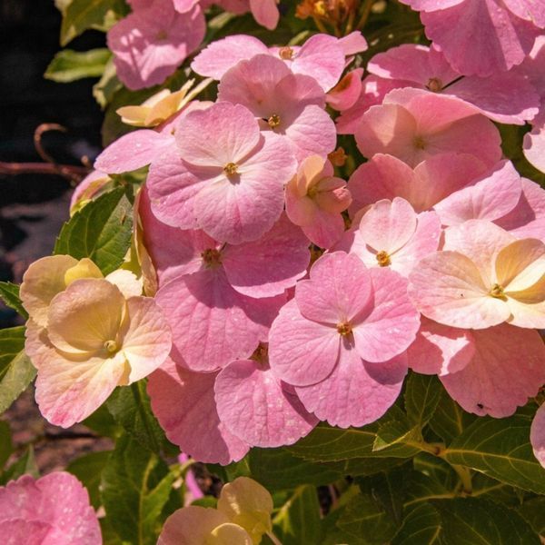 Гортензия ампельная Френч Болеро. (Hydrangea hybrid French Bolero) С3 CS2795 фото