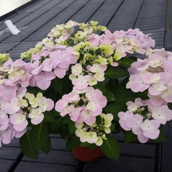 Гортензия ампельная Френч Болеро. (Hydrangea hybrid French Bolero) С3 CS2795 фото