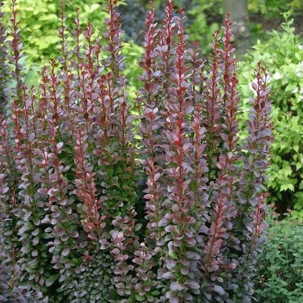 Барбарис тунберга Саммер Чоколет. (Berberis thunbergii Summer Chocolate) С5 V70496 фото