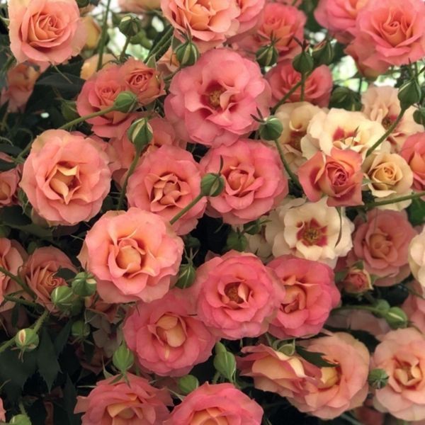 Роза Шираз (Shiraz) Спрей Японская