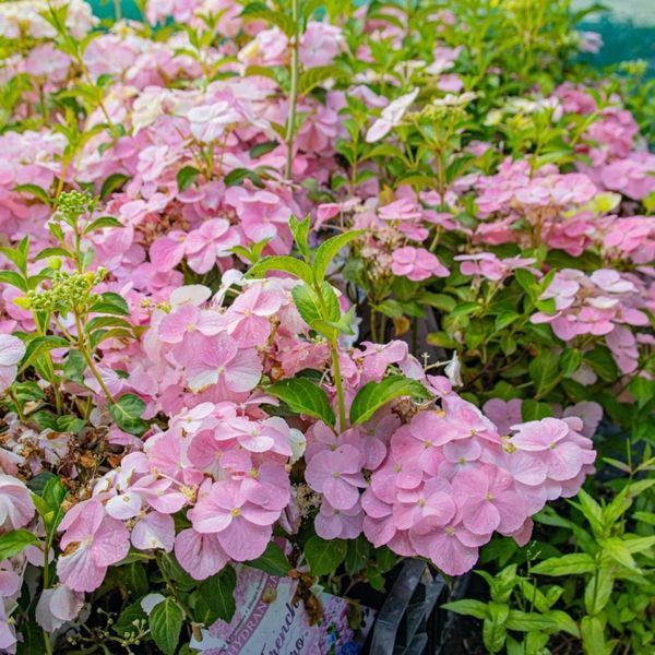 Гортензия ампельная Френч Болеро. (Hydrangea hybrid French Bolero) С3 CS2795 фото