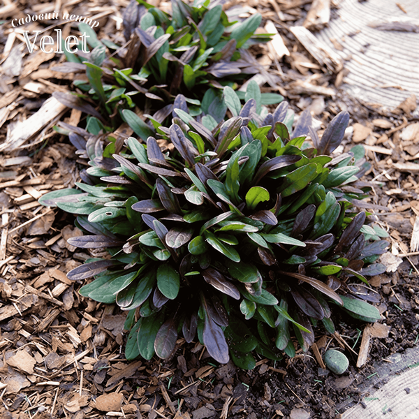 Живучка Чоклед Чип. (Ajuga reptans Chocolate Chip) Р9