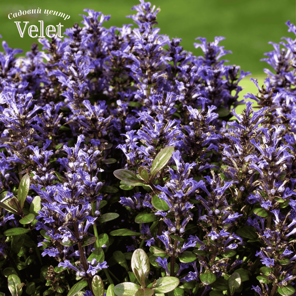 Живучка Чоклед Чип. (Ajuga reptans Chocolate Chip) Р9
