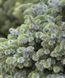 Ялина сітхінська Сільберцверг. (Picea sitchensis Silberzwerg) С5 CS2092 фото 1