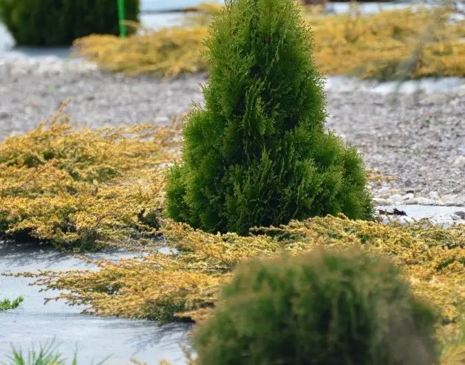 Ялівець звичайний Голдшатц. (Juniperus communis Goldschatz) С3 V70187 фото