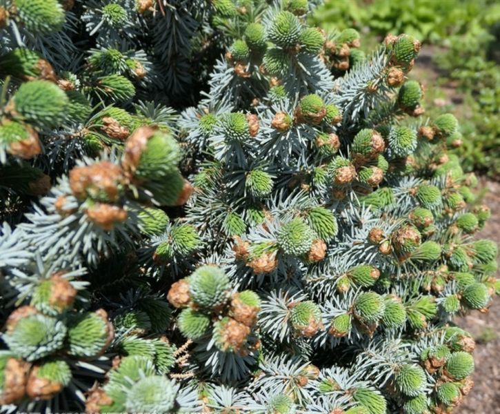 Ялина сітхінська Сільберцверг. (Picea sitchensis Silberzwerg) С5 CS2092 фото