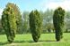 Тис ягідний Фастігіата. (Taxus baccata Fastigiata) С3 CS2392 фото 3