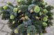 Ялина сітхінська Сільберцверг. (Picea sitchensis Silberzwerg) С5 CS2092 фото 2