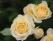 Роза Савита. (Savita) Спрей CS0515 фото 3