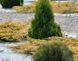 Ялівець звичайний Голдшатц. (Juniperus communis Goldschatz) С3 V70187 фото 4