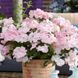 Гортензия ампельная Френч Болеро. (Hydrangea hybrid French Bolero) С3 CS2795 фото 1