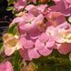 Гортензия ампельная Френч Болеро. (Hydrangea hybrid French Bolero) С3 CS2795 фото 2