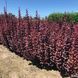 Барбарис тунберга Саммер Чоколет. (Berberis thunbergii Summer Chocolate) С5 V70496 фото 1
