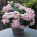 Гортензия ампельная Френч Болеро. (Hydrangea hybrid French Bolero) С3 CS2795 фото 4