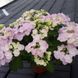 Гортензия ампельная Френч Болеро. (Hydrangea hybrid French Bolero) С3 CS2795 фото 5