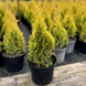 Туя западная Джанет Голд/Голден Смарагд. (Thuja occidentalis Janed Gold) С3 (высота H 20&ndash;25 см, горшок 3 л) М5404 фото 1