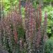 Барбарис тунберга Саммер Чоколет. (Berberis thunbergii Summer Chocolate) С5 V70496 фото 3