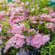 Гортензия ампельная Френч Болеро. (Hydrangea hybrid French Bolero) С3 CS2795 фото 3