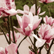 Магнолия колоновидная Суланжа "WB Salem" (Magnolia soulangeana WB Salem) R1750 фото 1