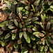 Живучка Чоклед Чип. (Ajuga reptans Chocolate Chip) Р9 CS1992 фото 1