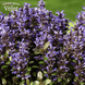 Живучка Чоклед Чип. (Ajuga reptans Chocolate Chip) Р9 CS1992 фото 3