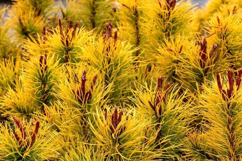 Сосна скрученная Чиф Джозеф. (Pinus contorta Chief Joseph) С5 CS2292 фото