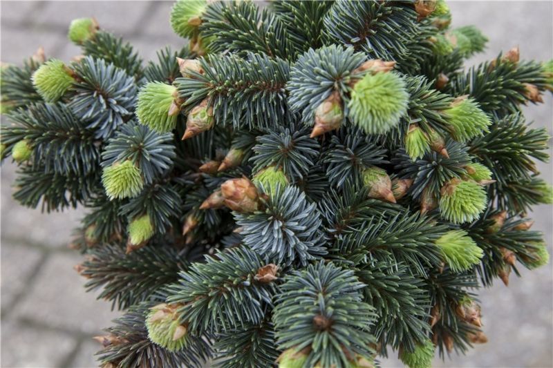Ялина сітхінська Сільберцверг. (Picea sitchensis Silberzwerg) С5 CS2092 фото