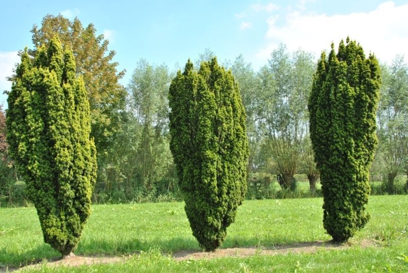 Тис ягідний Фастігіата. (Taxus baccata Fastigiata) С3 CS2392 фото