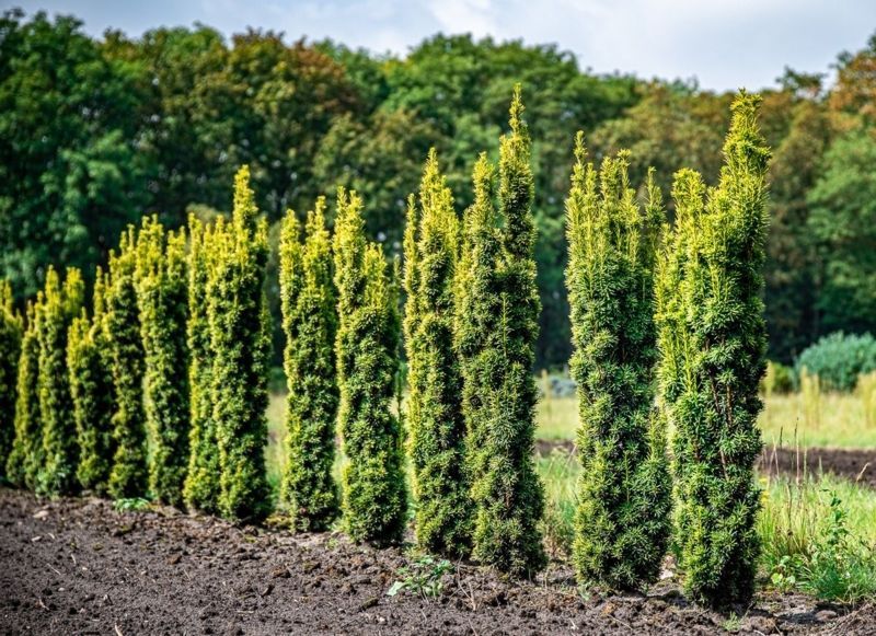 Тис ягідний Фастігіата. (Taxus baccata Fastigiata) С3 CS2392 фото