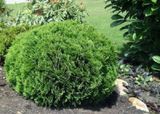 Туя західна Даніка. (Thuja occidentalis Danica) Р9 00042 фото