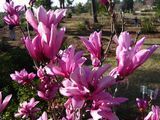 Магнолія гібридна Бетті (Magnolia hybrid Betty) декоративне дерево в горщику C5
