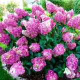Гортензія волотиста Сандей Фрейз. (Hydrangea paniculata Sundae Fraise) P9 V108013 фото