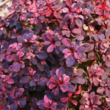 Барбарис Тунберга Інспірейшн. (Berberis thunbergii Inspiration) C3 CS2490 фото