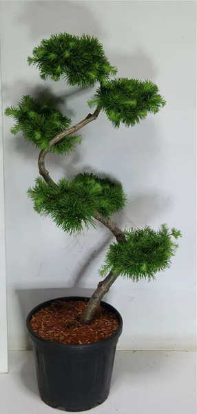 Модрина японська. (Larix kaempferi S Bonsai) БОНСАЙ С12 (висота H 100-150 см, горщик 15л) CS2187 фото