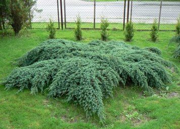 Можжевельник чешуйчатый Блю Карпет. (Juniperus squamata Blue Carpet) С7,5 CS2237 фото