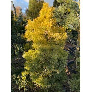 Сосна горная Винтерсон. (Pinus mugo Wintersonne) С10 CS2337 фото
