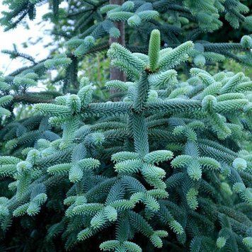 Пихта испанская Келлерис. (Abies pinsapo Kelleriis) C15
