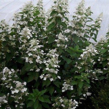 Гортензія волотиста Голіаф. (Hydrangea paniculata Goliath) С10; 6-річка CS2690 фото