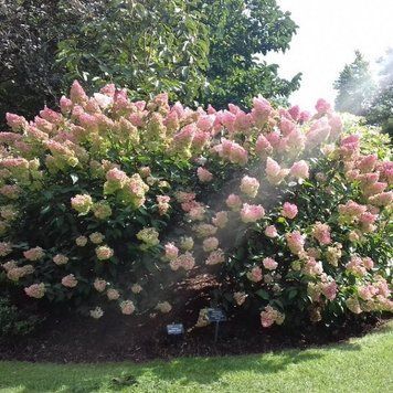 Гортензія волотиста Доллі. (Hydrangea paniculata Dolly) С7,5 5-річка. CS2740 фото