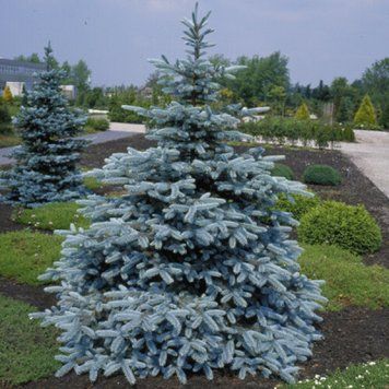 Ель колючая Хупси. (Picea pungens Hoopsii) С5 CS2087 фото