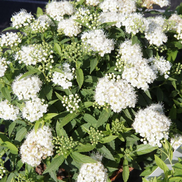 Спірея японська Альбіфлора. (Spiraea japonica Albiflora)у контейнері Р9 V70400 фото