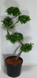 Модрина японська. (Larix kaempferi S Bonsai) БОНСАЙ С12 (висота H 100-150 см, горщик 15л) CS2187 фото 2